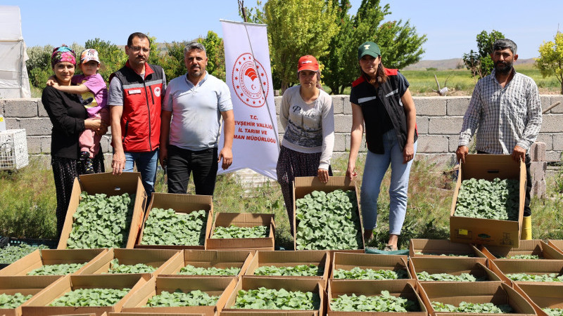 Yeşilli Ve Yeşilöz Köylerinde Kavun Fidesi Dağıtıldı