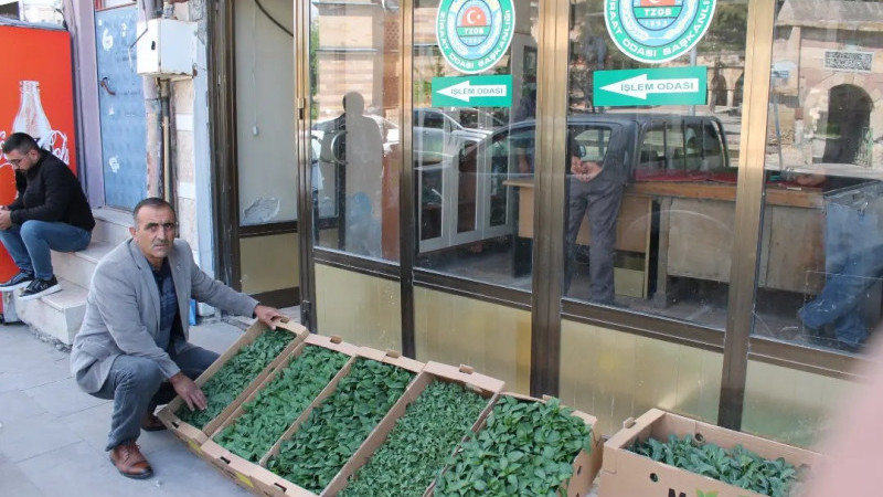 Gülşehir Ziraat Odasında Sebze Fidesi Satışları Başladı
