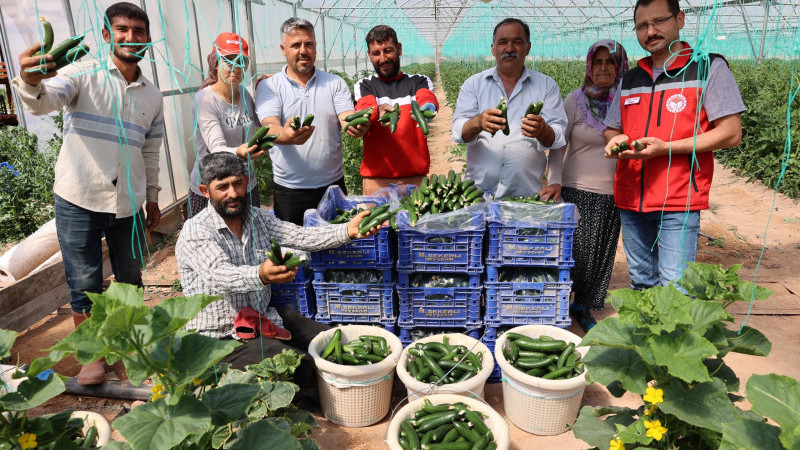 Gülşehir’de Örtüaltı Yetiştiriciliğinde Hasada Başlandı