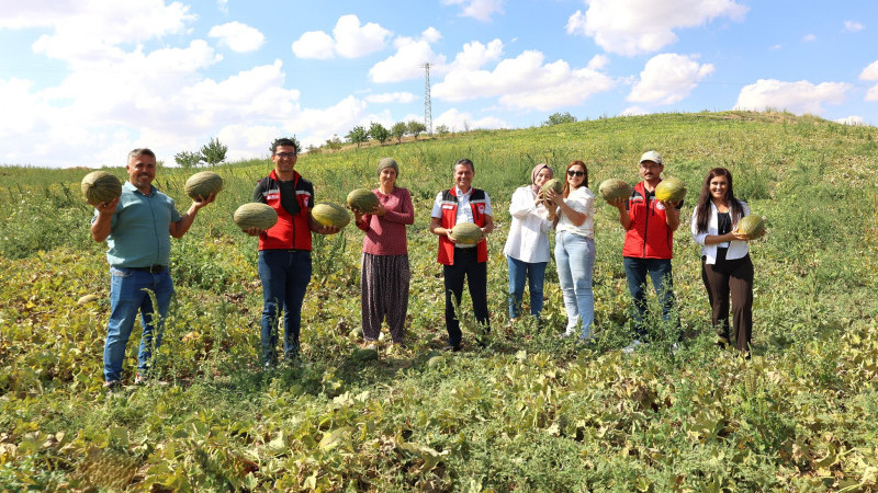 Gülşehir'de Kışlık Kavun Hasadı Başladı