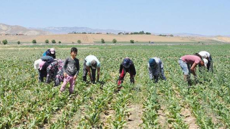 Mevsimlik İşçi Çocukları, Gülşehir’de Okula Devam Edecek