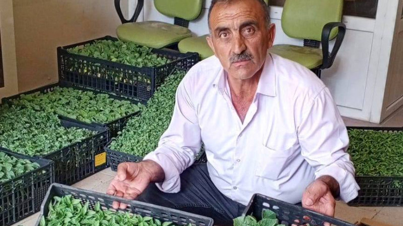 Gülşehir Ziraat Odasında Sebze Fidesi Satışları Başladı
