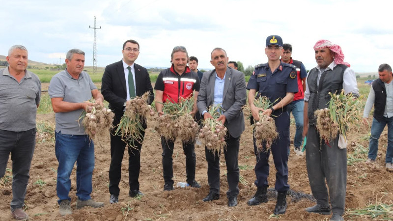 Şahinler Köyü’nde Sarımsak Hasadına Başladı