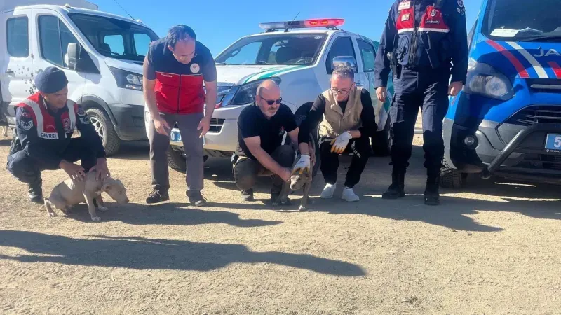 Jandarma Ekipleri Gülşehir’de Yasaklı Irk 8 Köpek Ele Geçirdi