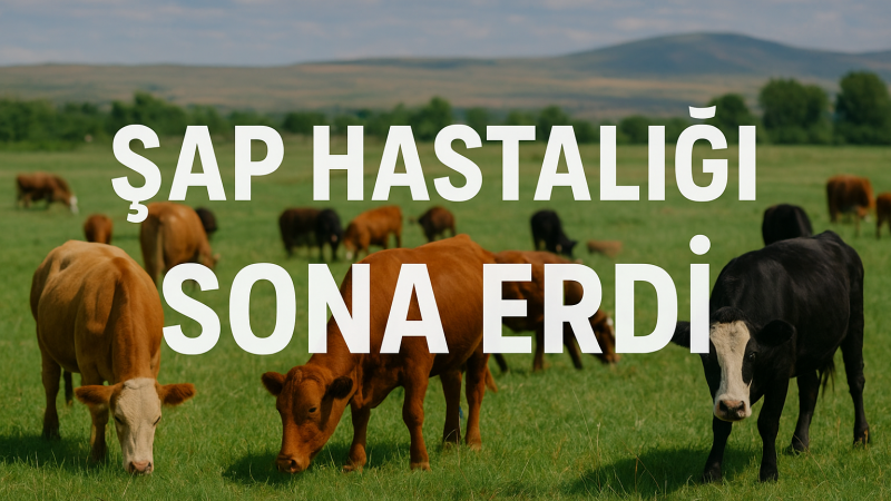 Gümüşkent Köyü’nde Şap Hastalığı Sona Erdi