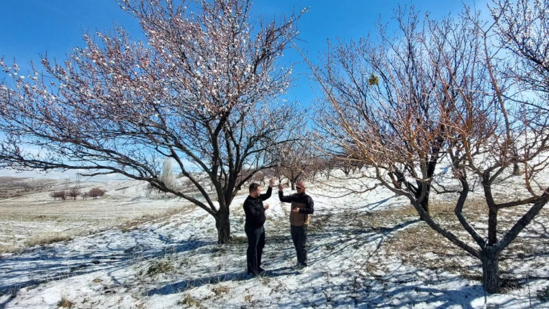 Nevşehir’de Zirai Don Alarmı: Gülşehir’de Ekipler Teyakkuzda
