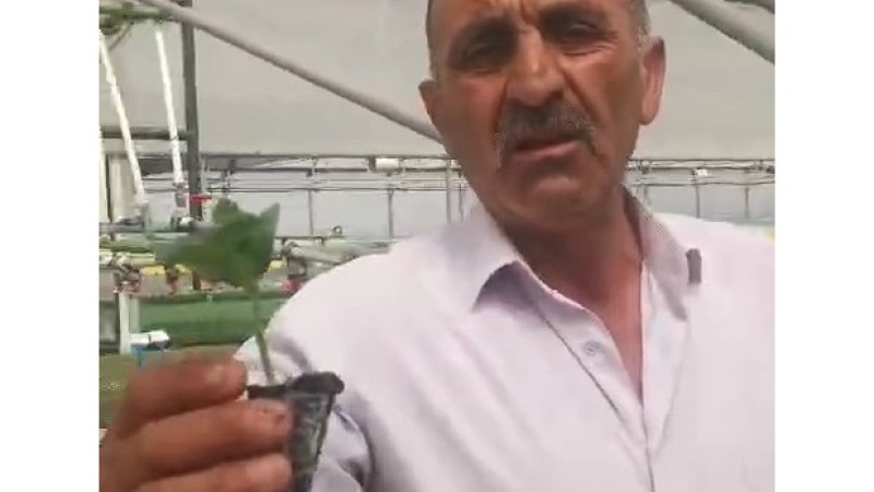 Gülşehir Ziraat Odasından Üreticiye Kaliteli Fide Müjdesi